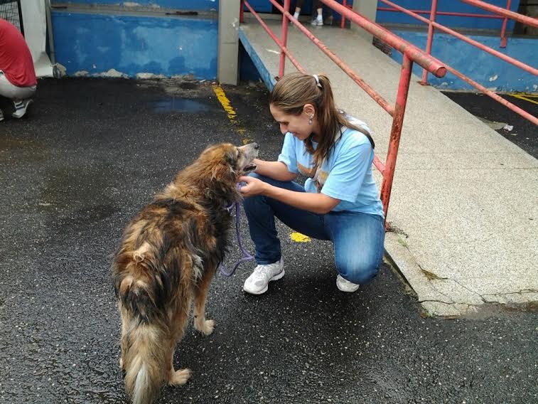 História da causa animal de São Caetano é retratada em exposição da Fundação Pró-Memória História da causa animal de São Caetano é retratada em exposição da Fundação Pró-Memória