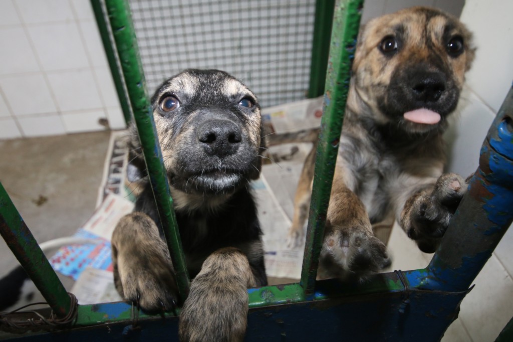 Adotanimal terá 56 peludos em busca de um lar em S.A.