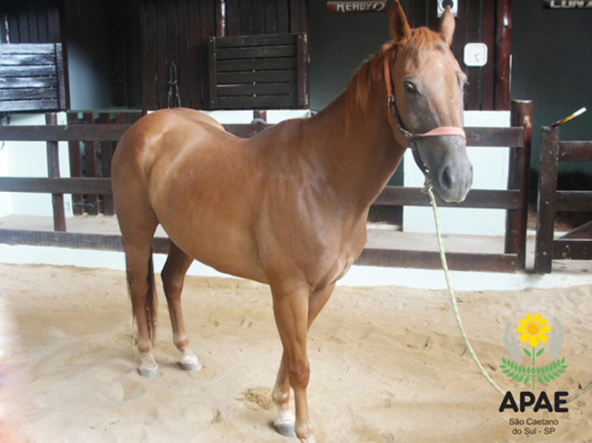 APAE São Caetano adquire mais um animal para ampliar atendimento especializado