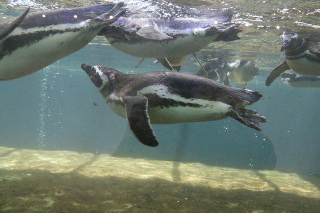 Pinguins de Magalhães se reproduzem na Sabina (Foto: Julio Bastos/PSA)
