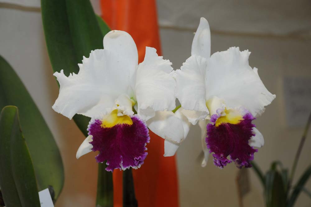 São Bernardo recebe tradicional Mostra de Orquídeas no fim de semana