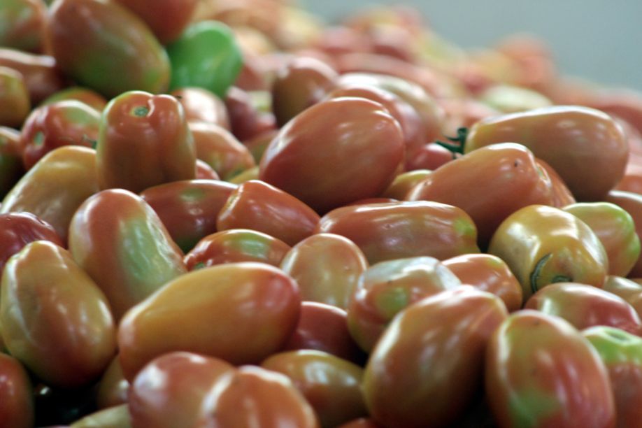 Apesar de fechar o mês de agosto praticamente estável, o destaque foi o recuo de 24,73% no quilo do tomate