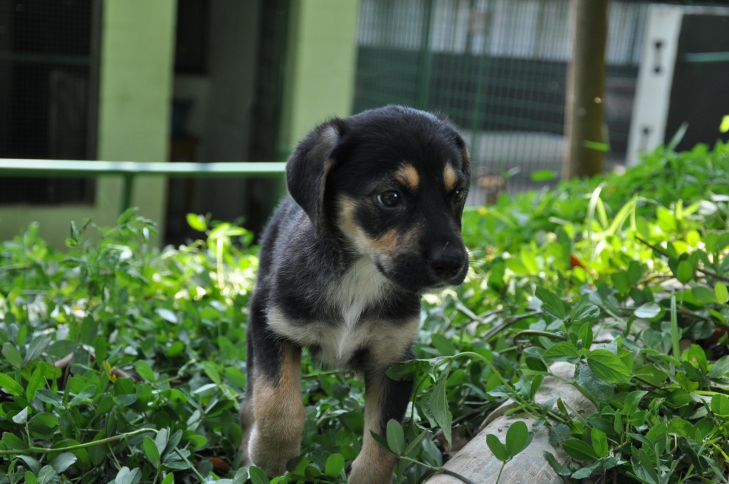 Sábado é dia de adotar um amigo de quatro patas Sábado é dia de adotar um amigo de quatro patas