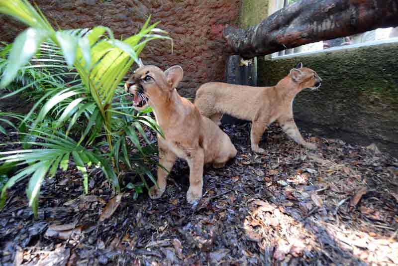 Filhotes de onça parda ganham espaço maior no Zoo de São Bernardo